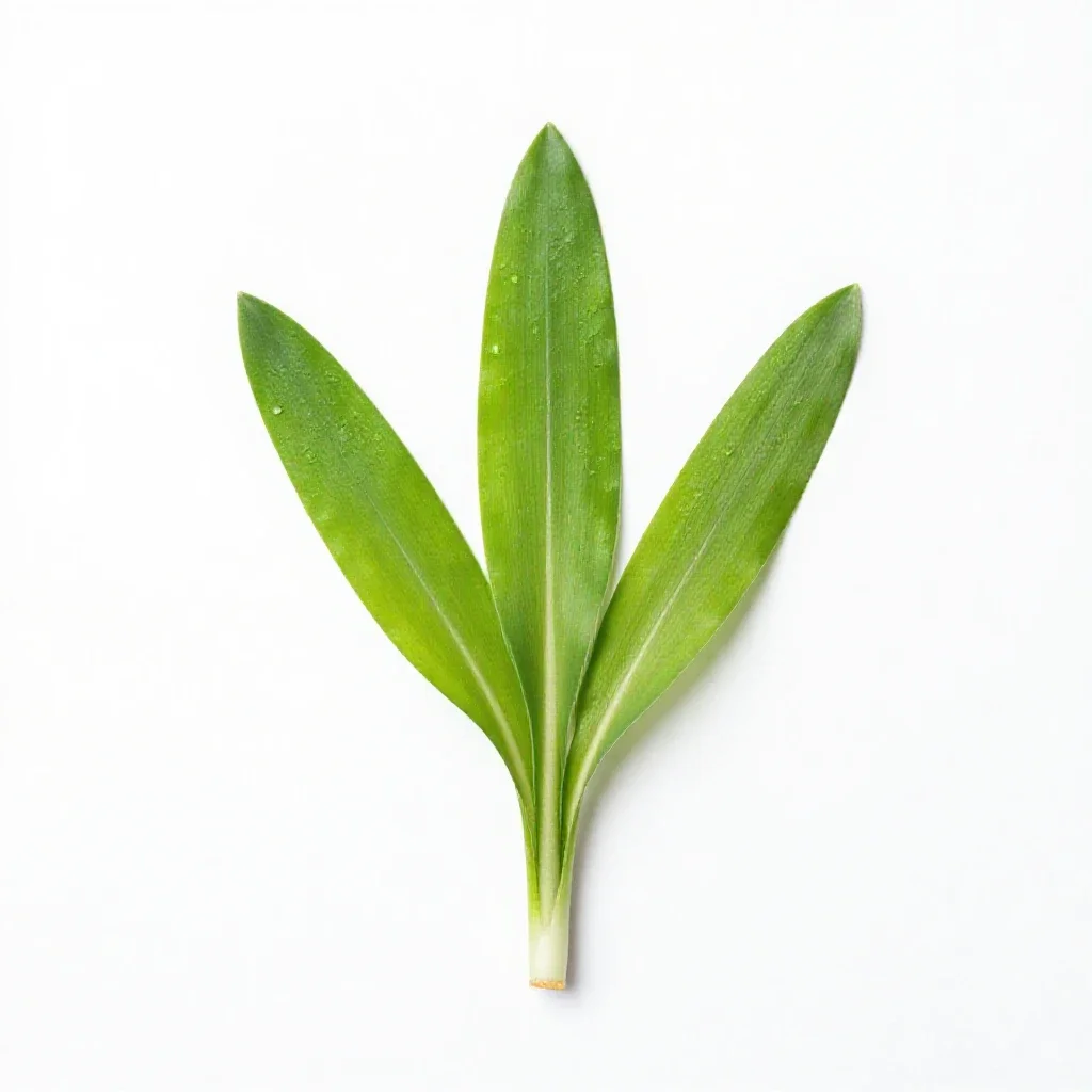 Wild leek isolated on a white background