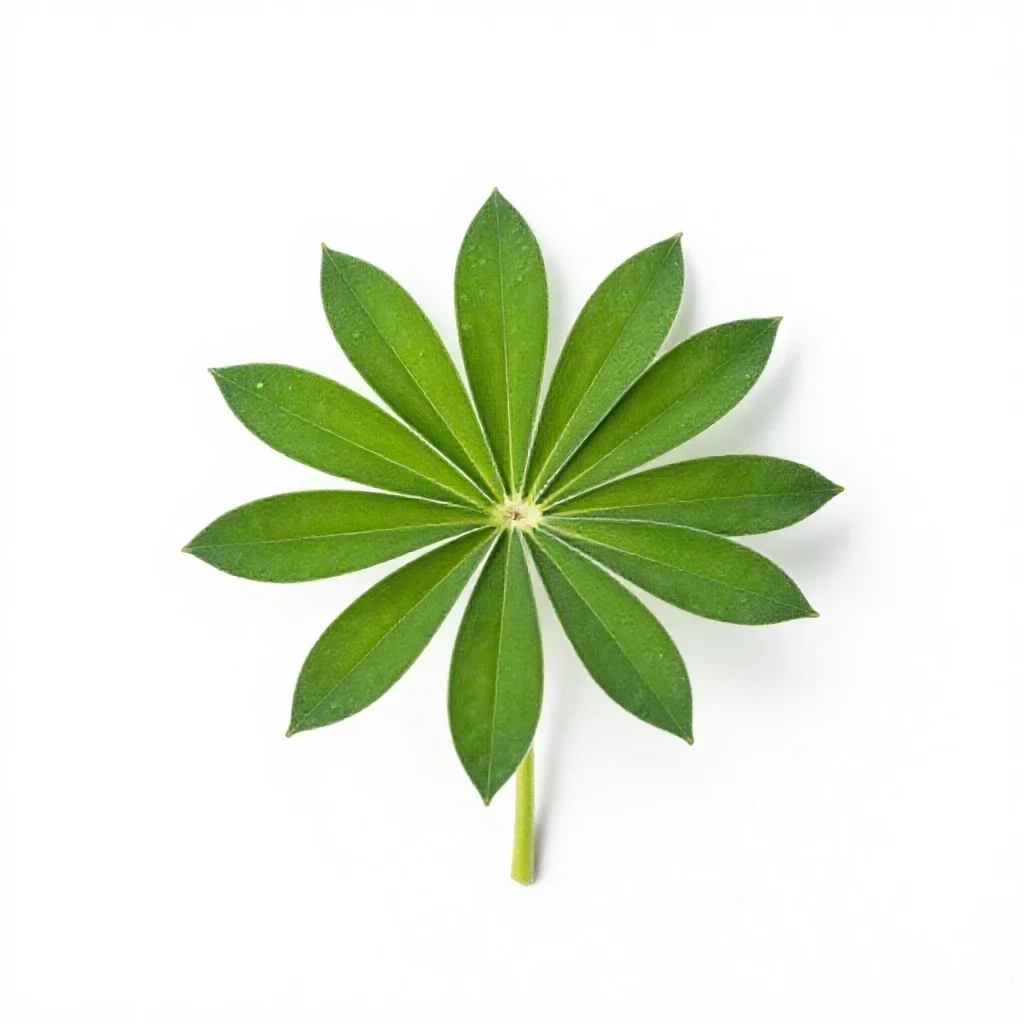 Wild lupine isolated on a white background