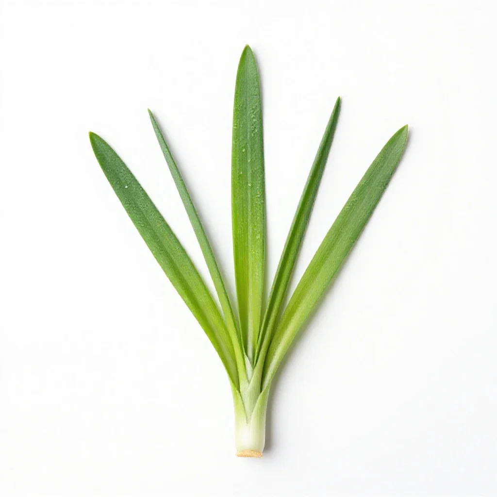 Wild onion isolated on a white background