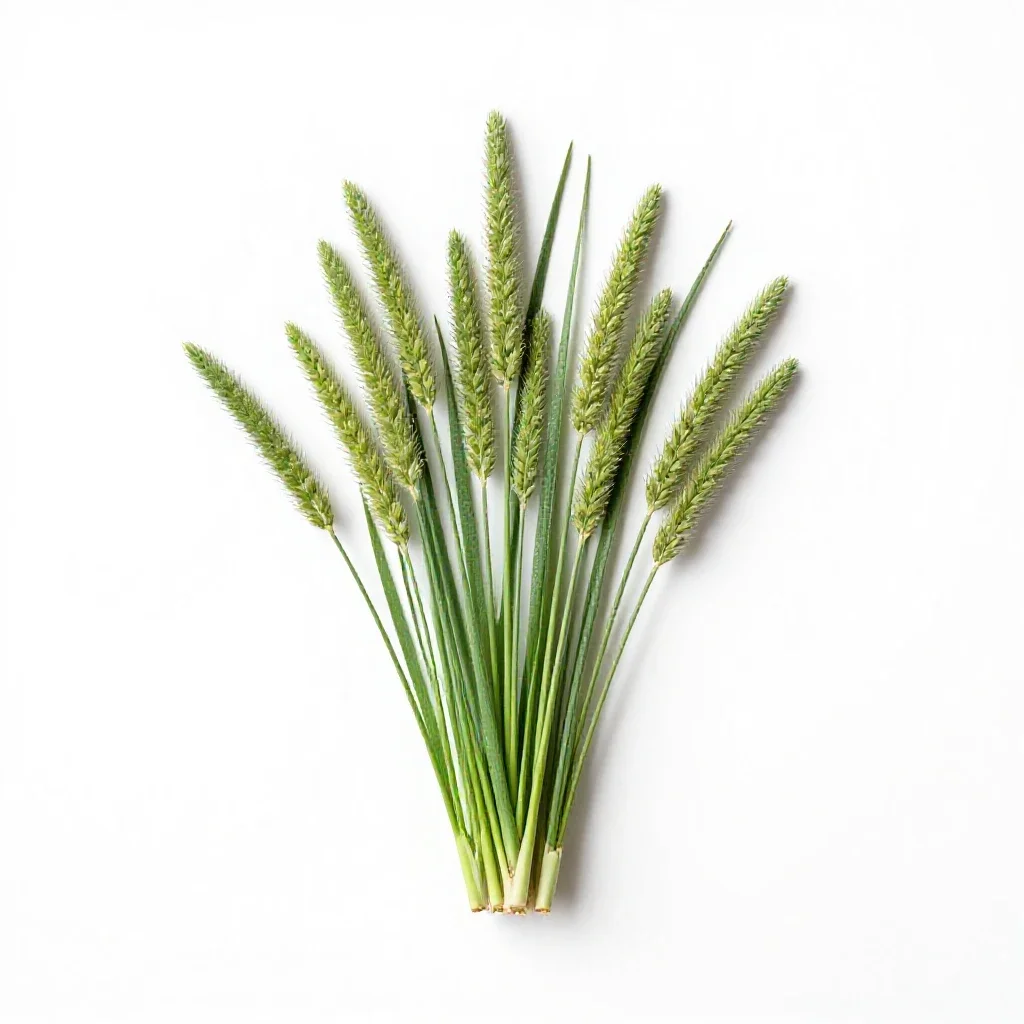 Witchgrass isolated on a white background