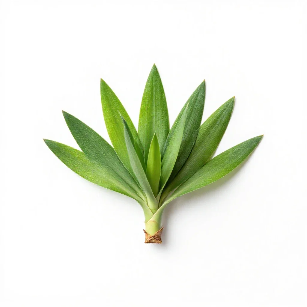 Yucca isolated on a white background