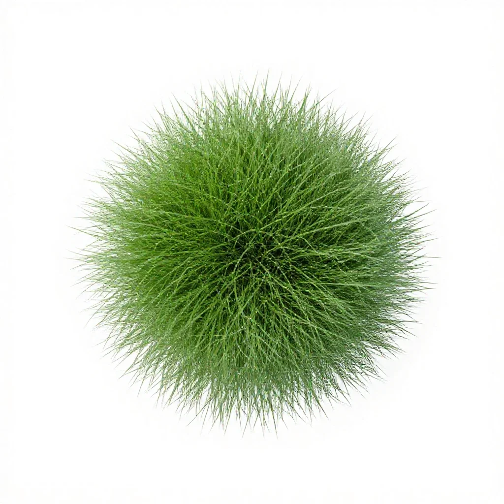 Zoysia isolated on a white background