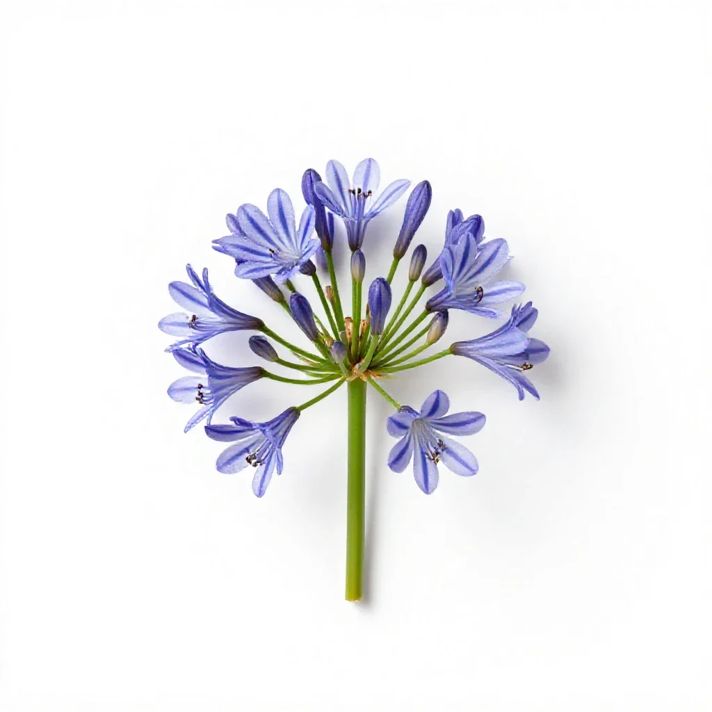 Agapanthus isolated on a white background