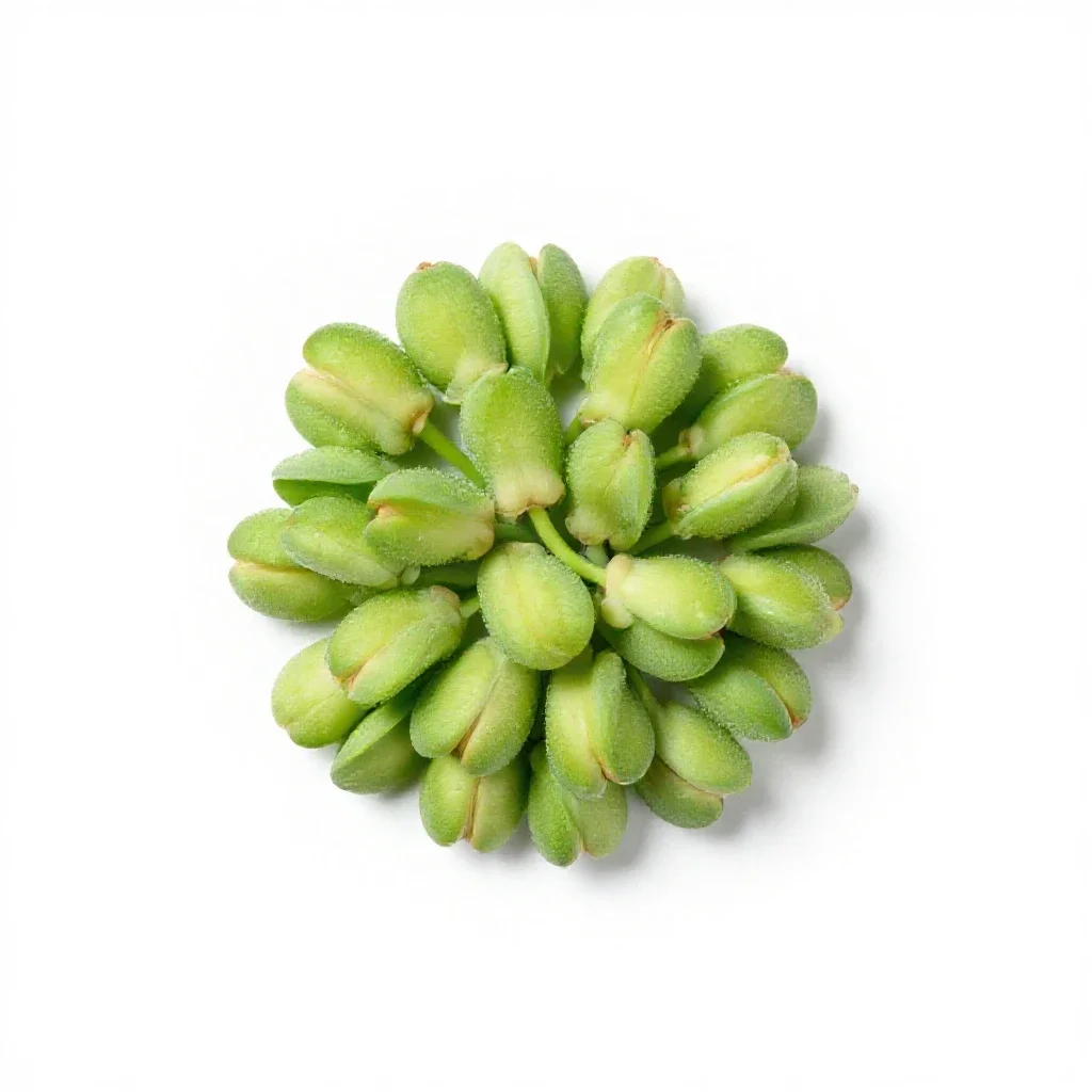 Alfalfa isolated on a white background