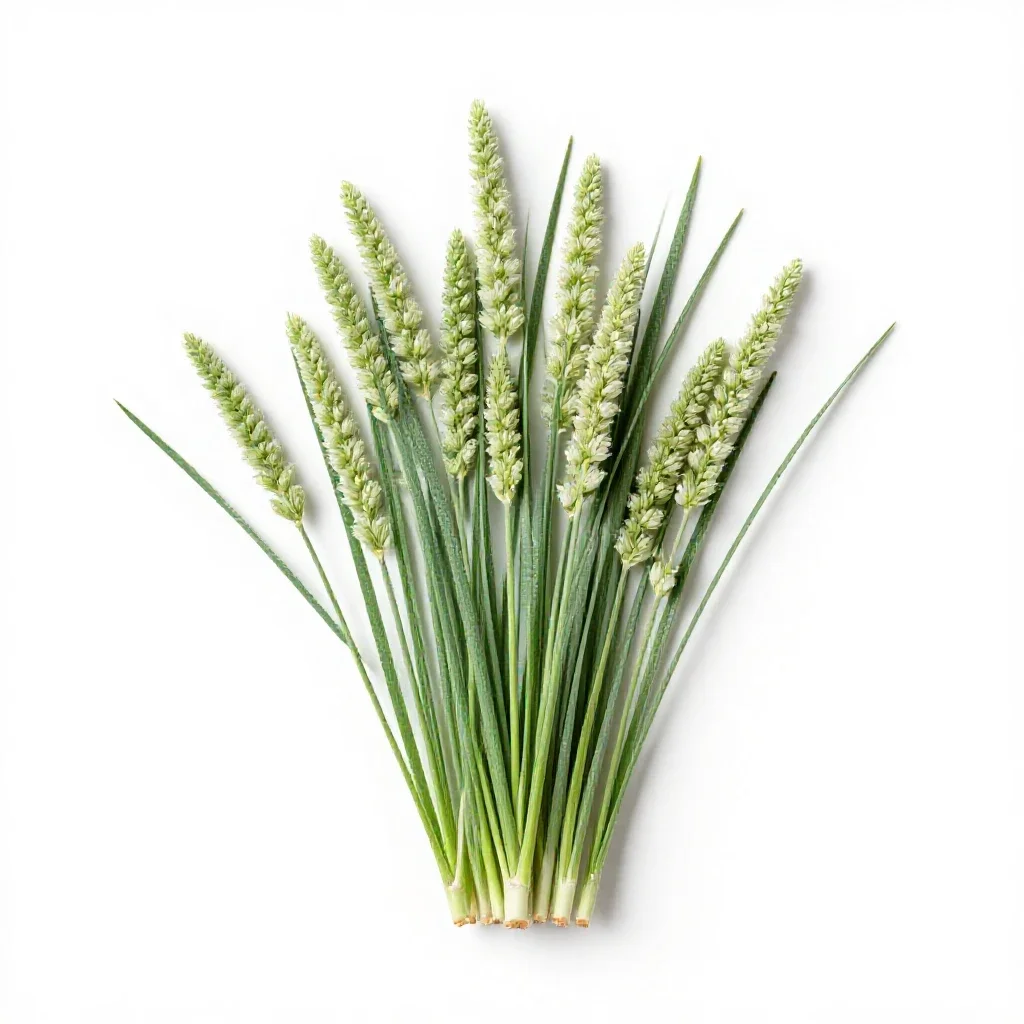 Alkali grass isolated on a white background