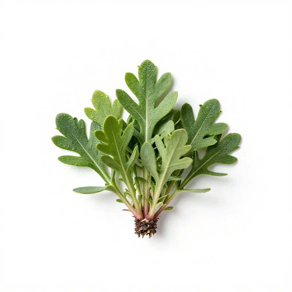 Alpine milk vetch isolated on a white background