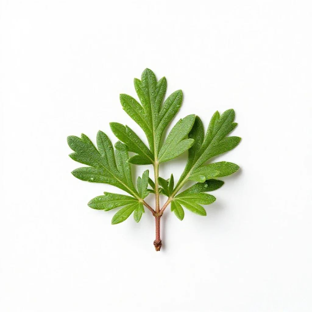 Erica isolated on a white background
