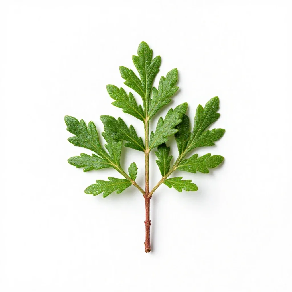 Evergreen huckleberry isolated on a white background