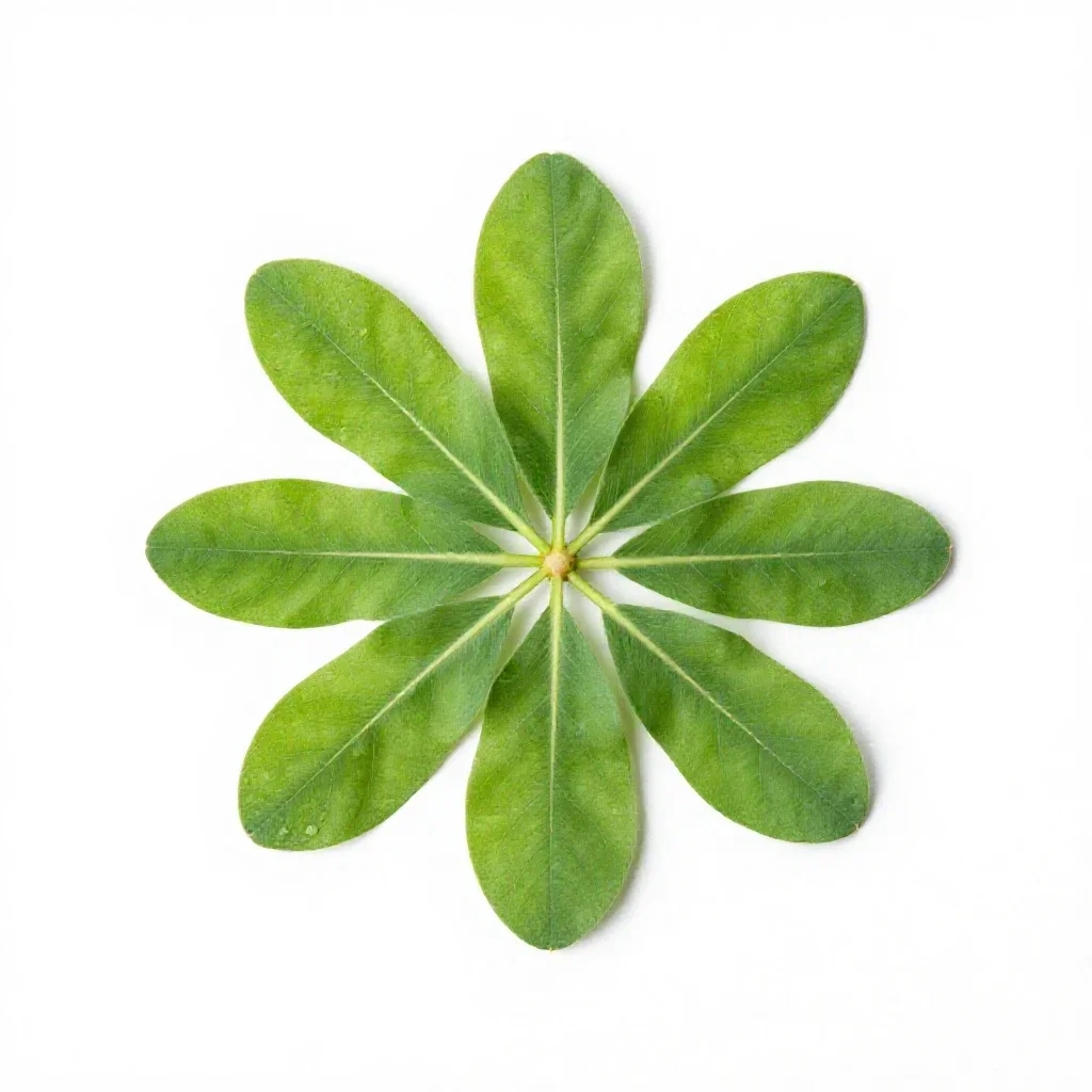 Everlasting pea isolated on a white background