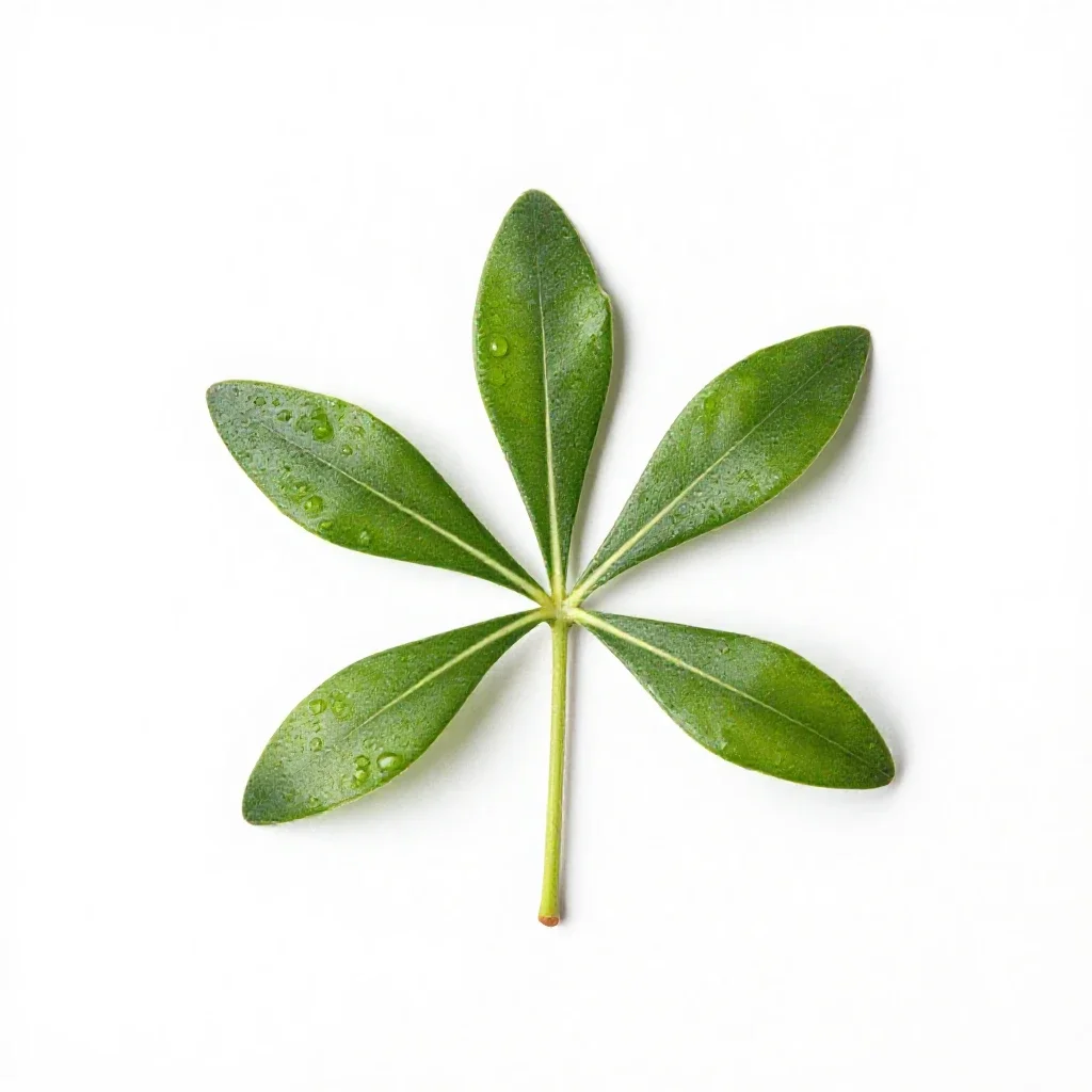 One-flowered wintergreen isolated on a white background