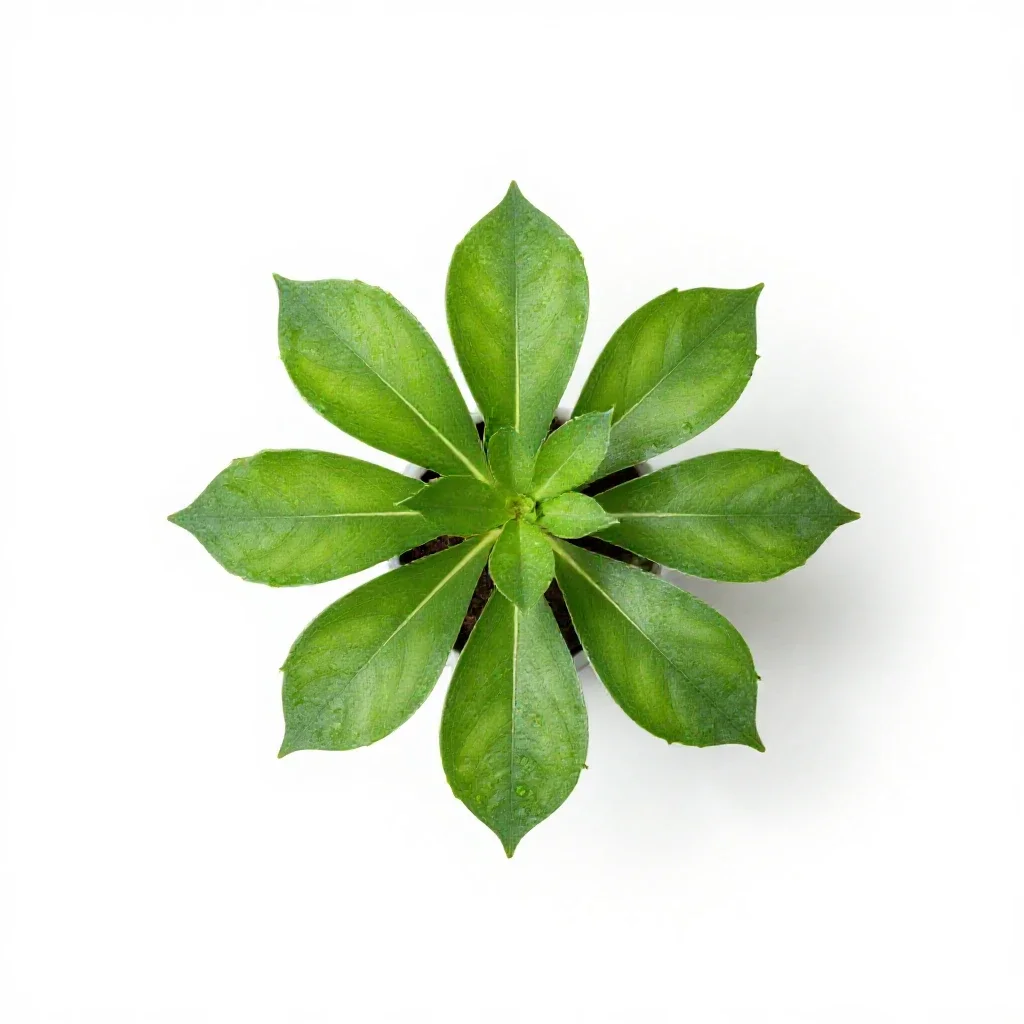 Umbrella plant isolated on a white background