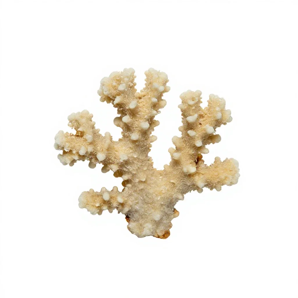 Piece of coral isolated on a white background