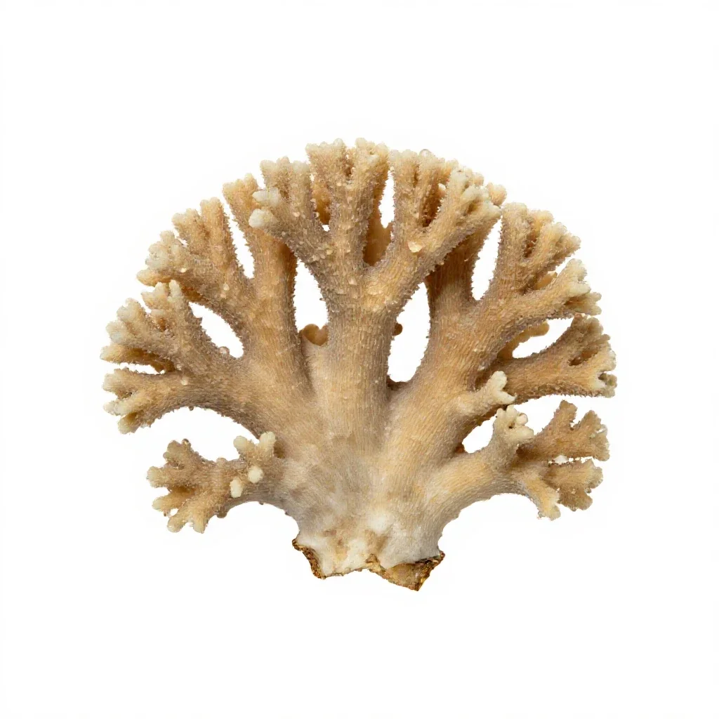 Coral fungus isolated on a white background