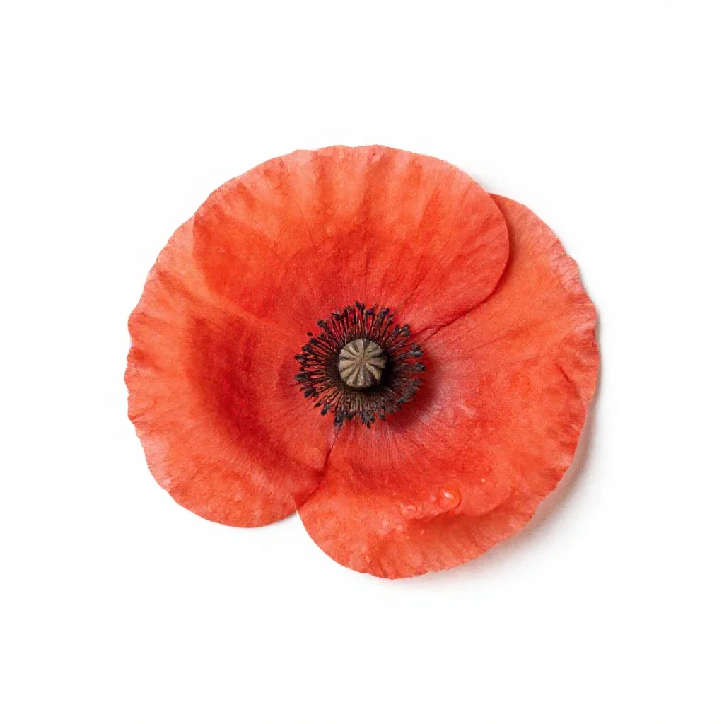 Poppy isolated on a white background