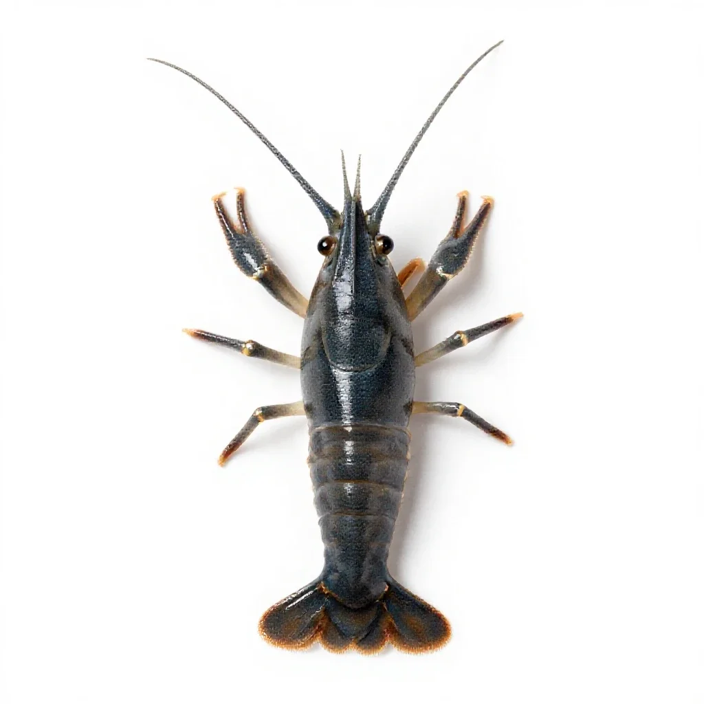 Brine shrimp isolated on a white background