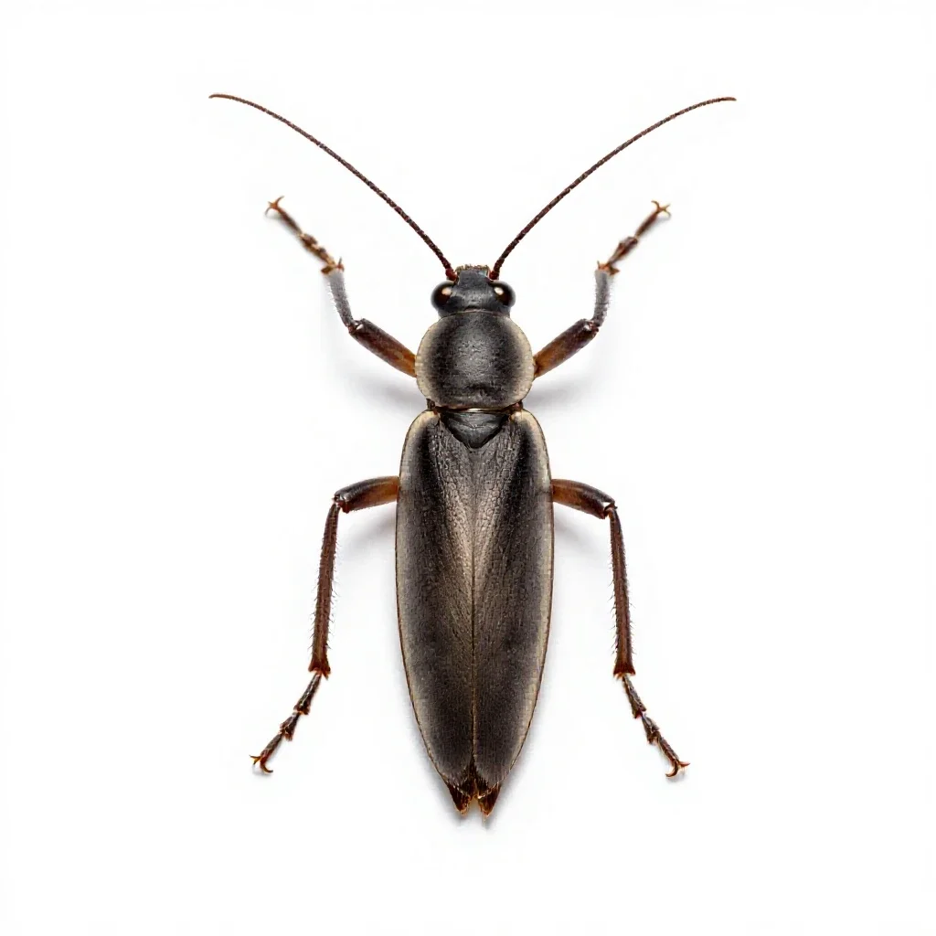 Stick insect isolated on a white background