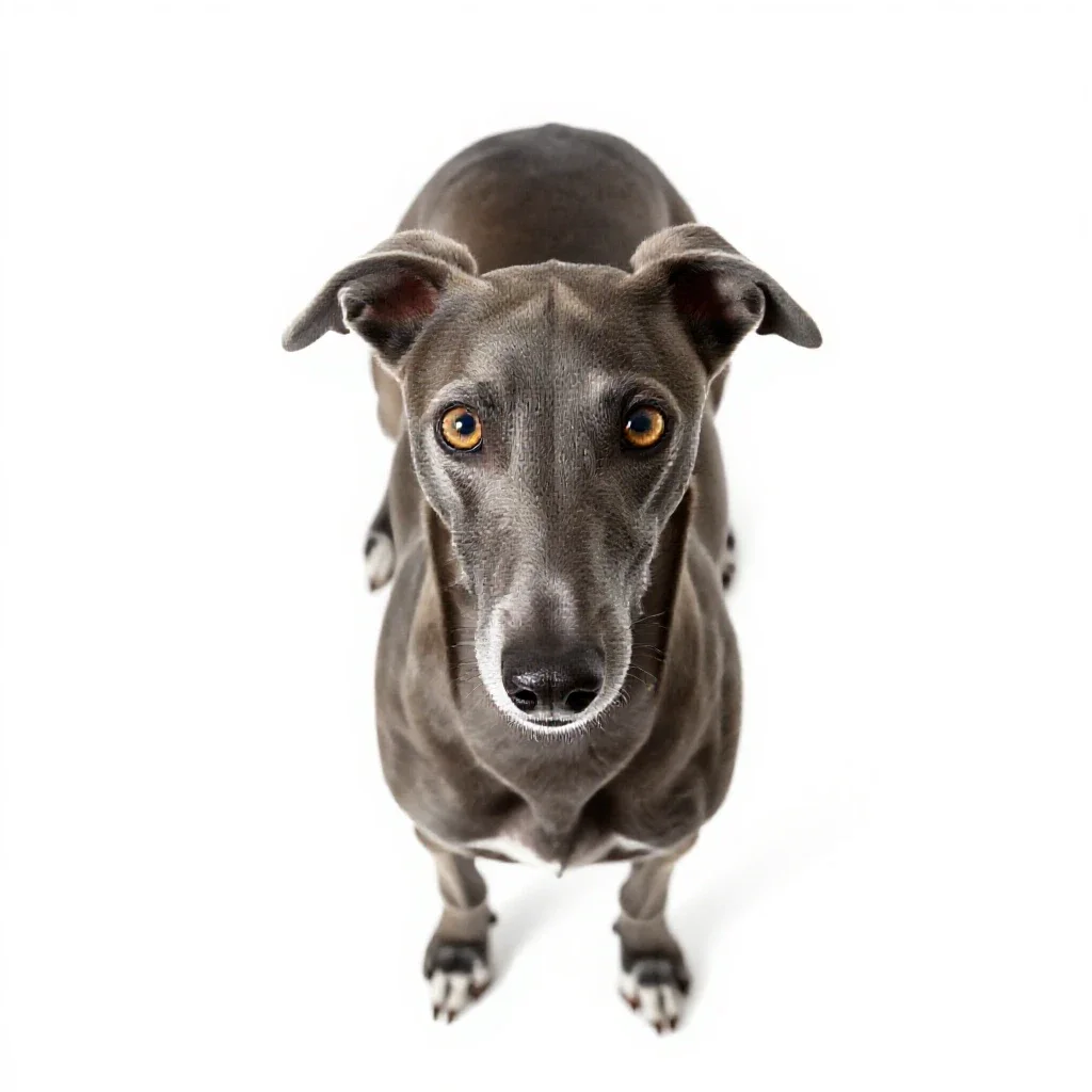 Whippet isolated on a white background