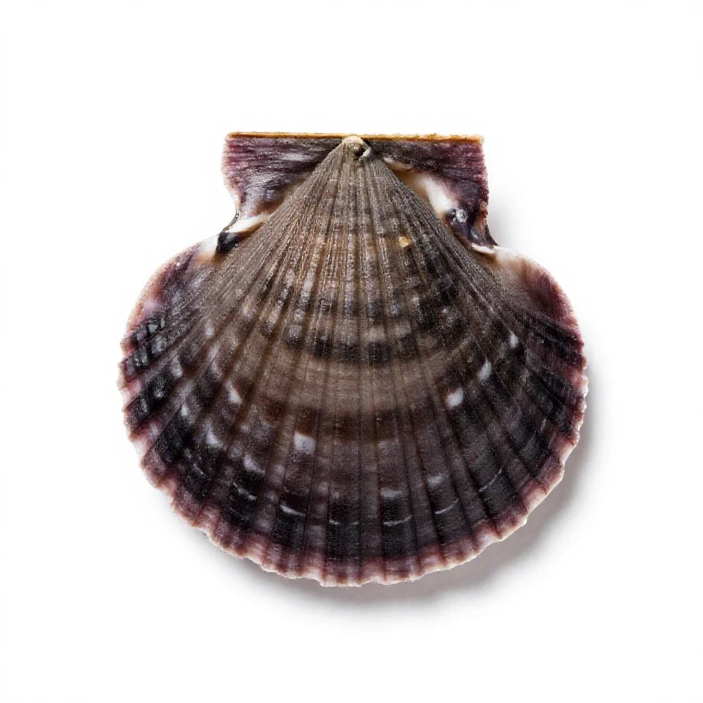 Bay scallop isolated on a white background