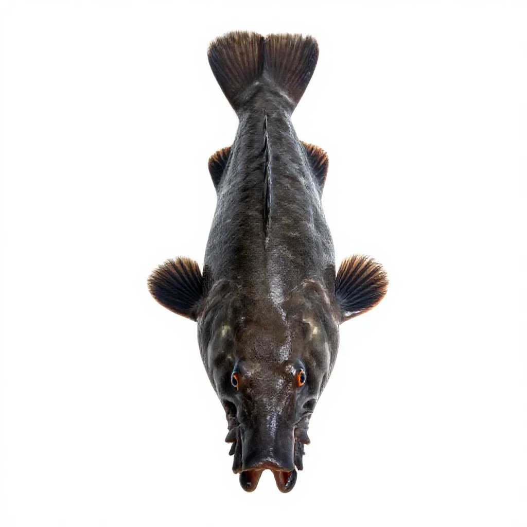 Boarfish isolated on a white background