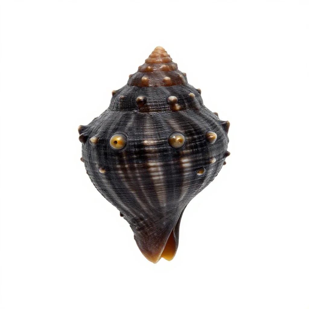 Bubble shell isolated on a white background