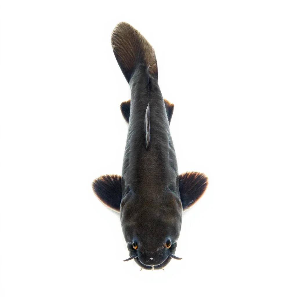 Buffalo fish isolated on a white background