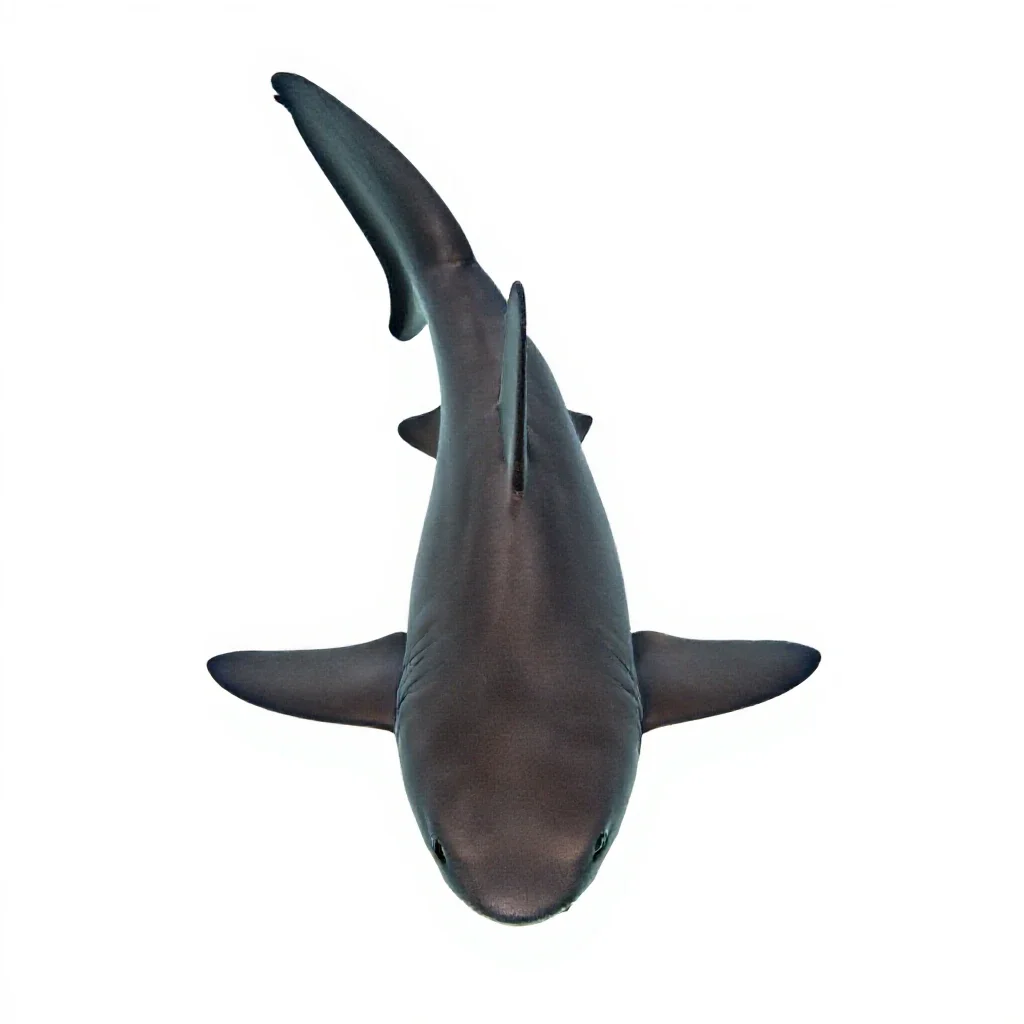 Cat shark isolated on a white background