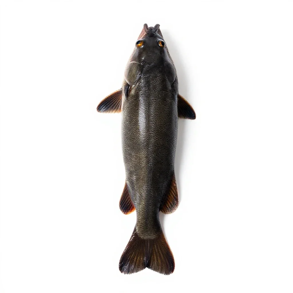 Chub isolated on a white background