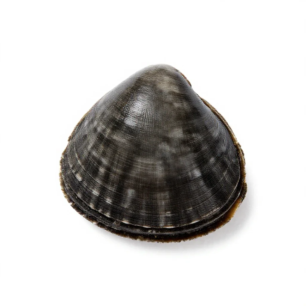 Clam isolated on a white background