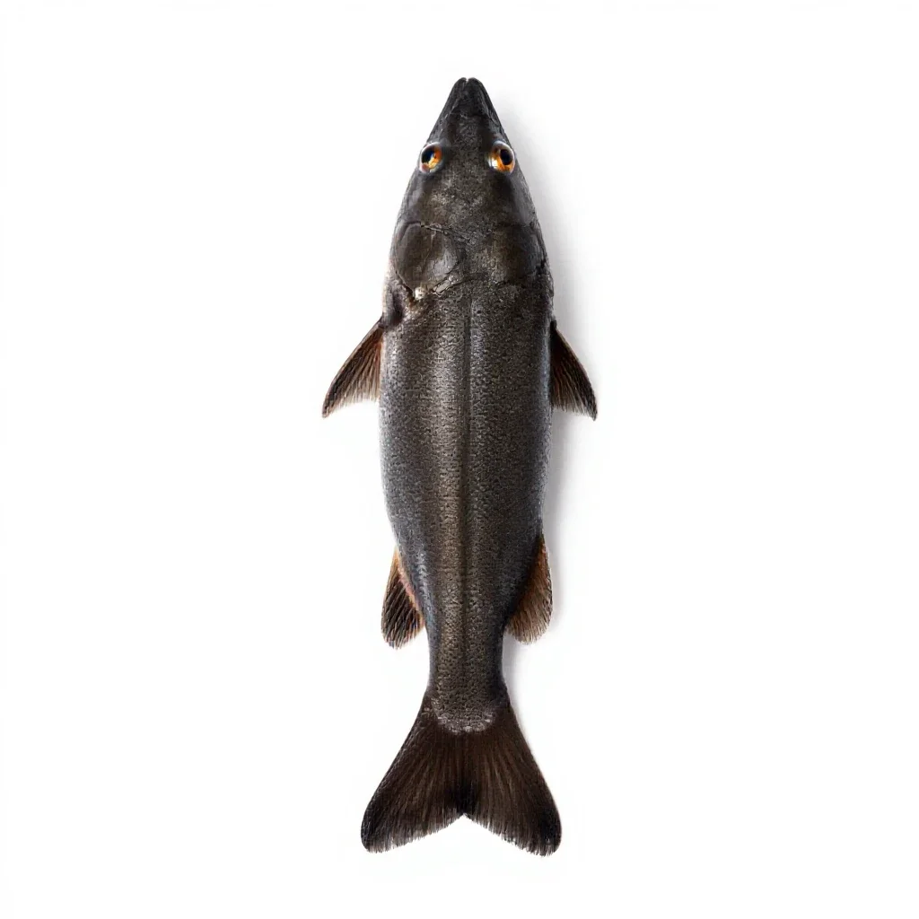 Common shiner isolated on a white background