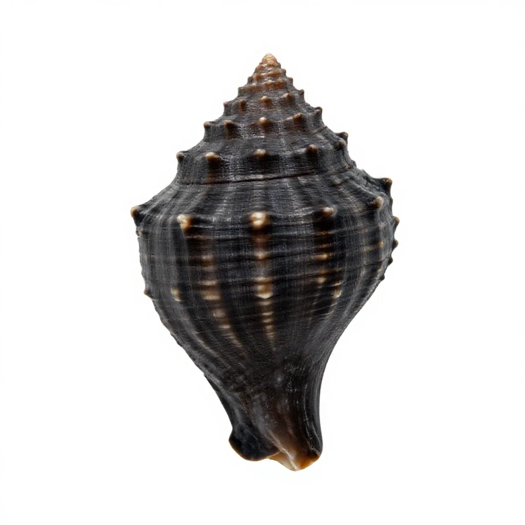Conch isolated on a white background