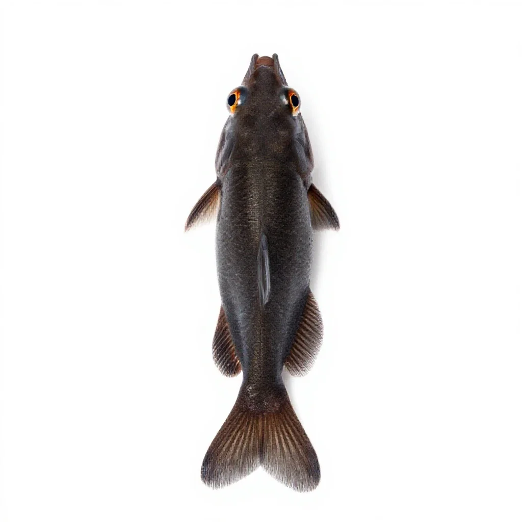 Cyprinodont isolated on a white background