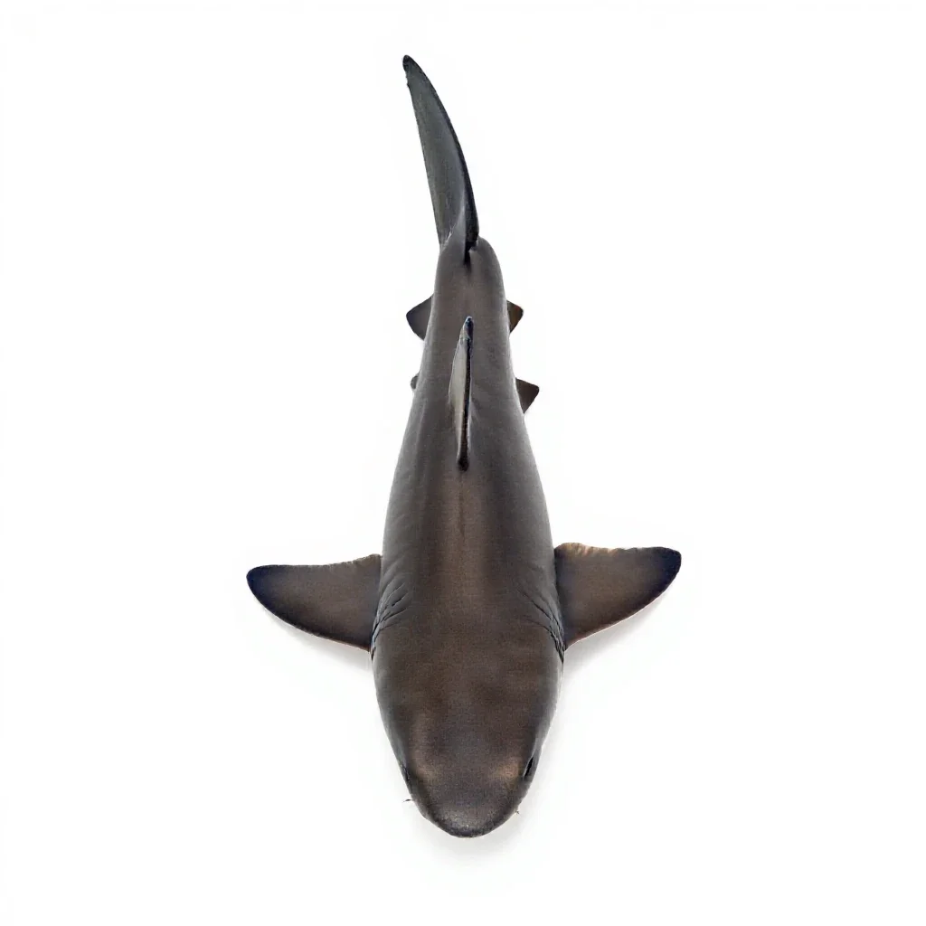 Dogfish isolated on a white background