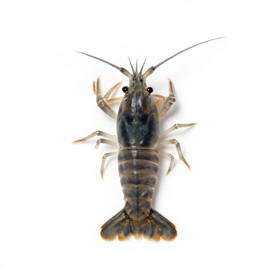 Fairy shrimp isolated on a white background