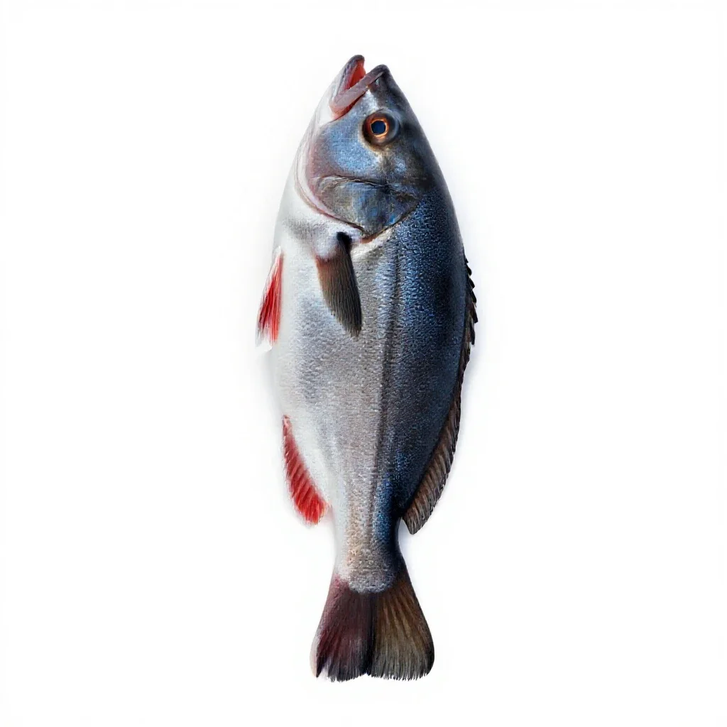 Flagfish isolated on a white background