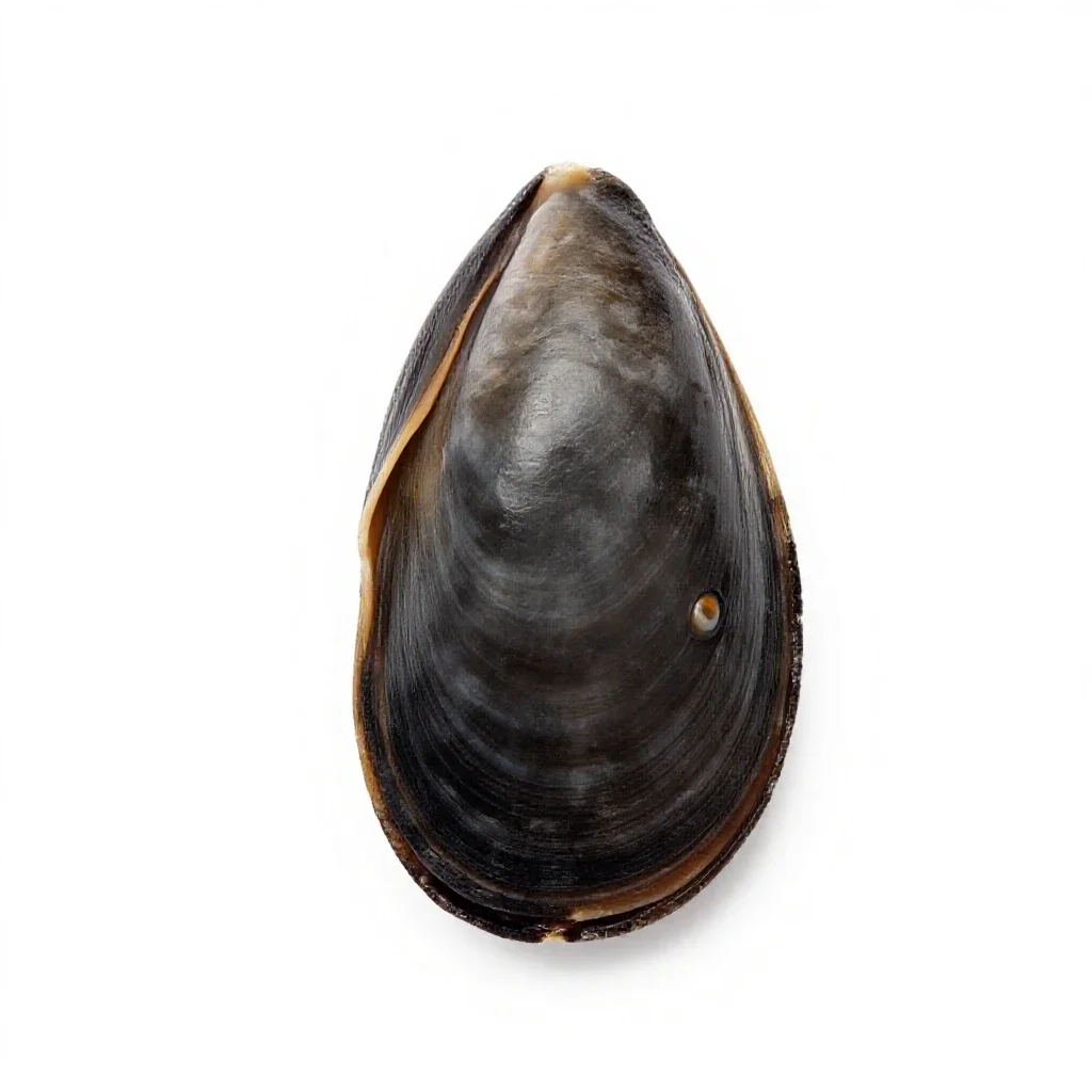 Freshwater mussel isolated on a white background