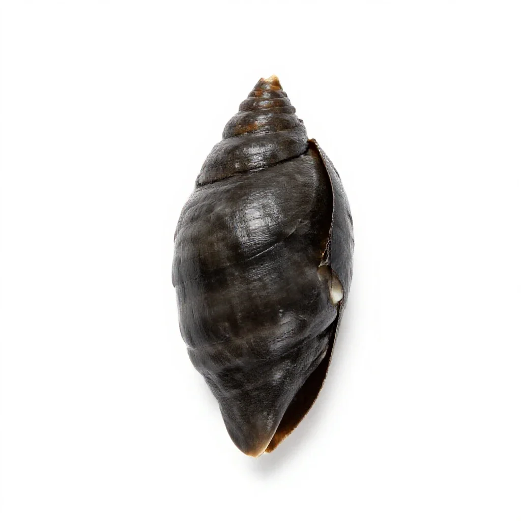 Goose barnacle isolated on a white background