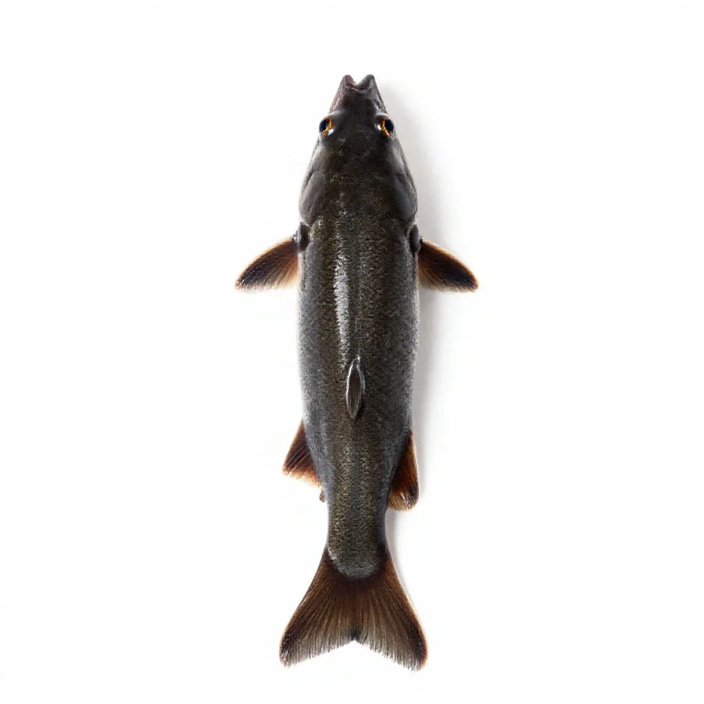 Gudgeon isolated on a white background