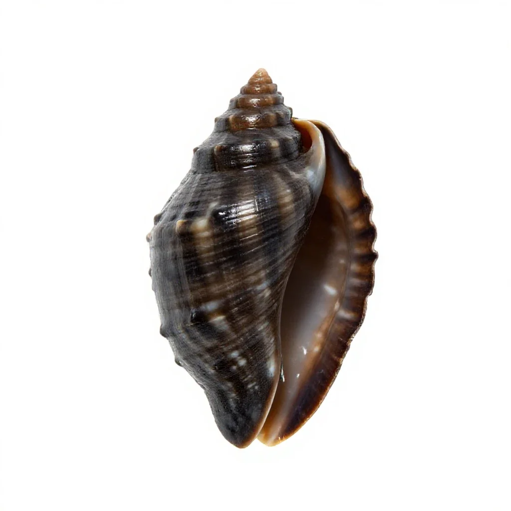 Keyhole limpet isolated on a white background