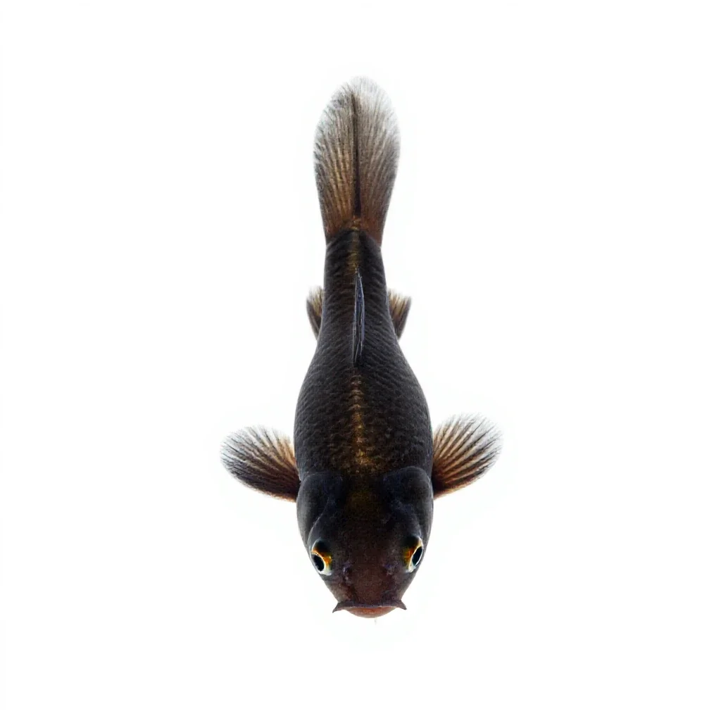 Killifish isolated on a white background
