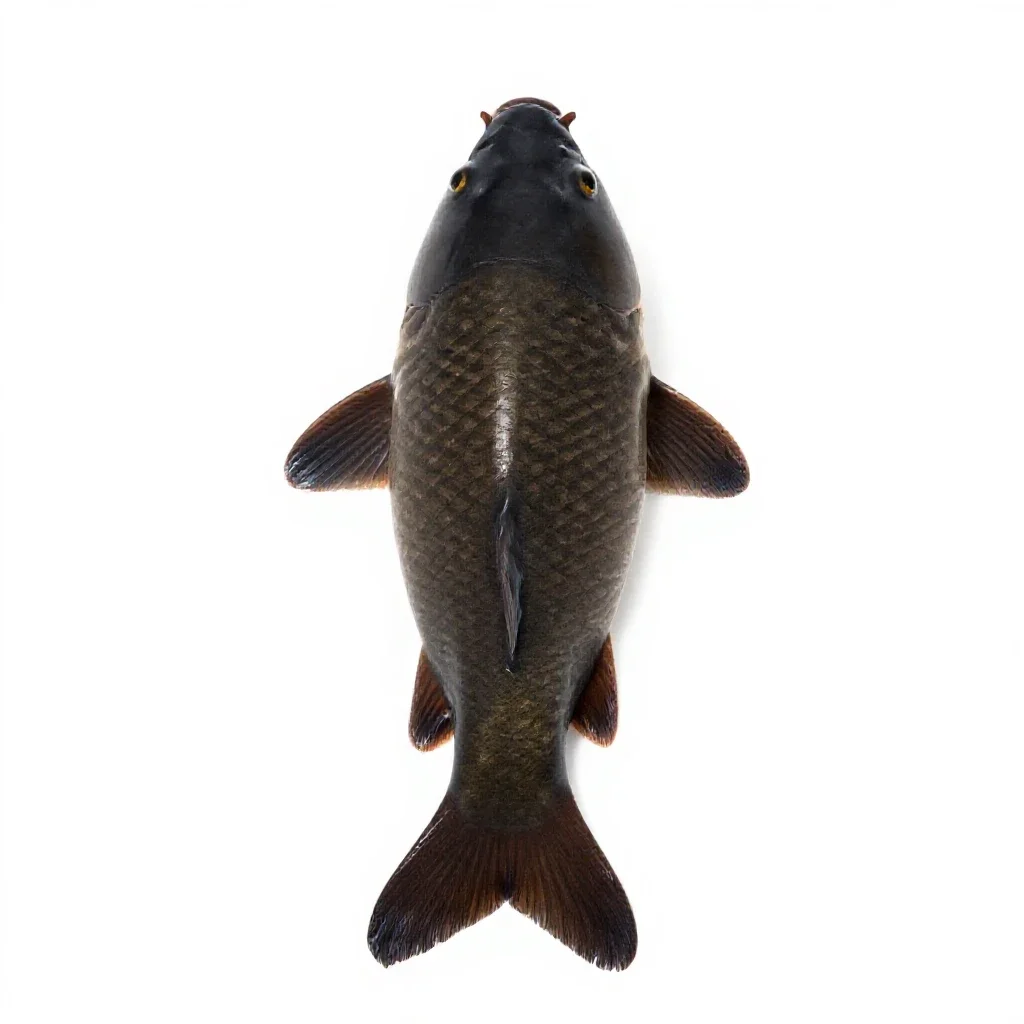 Leather carp isolated on a white background