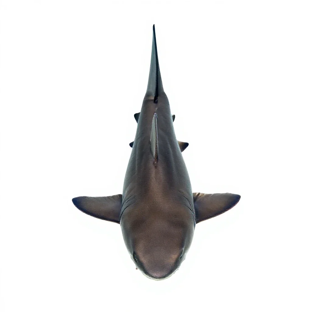 Lemon shark isolated on a white background