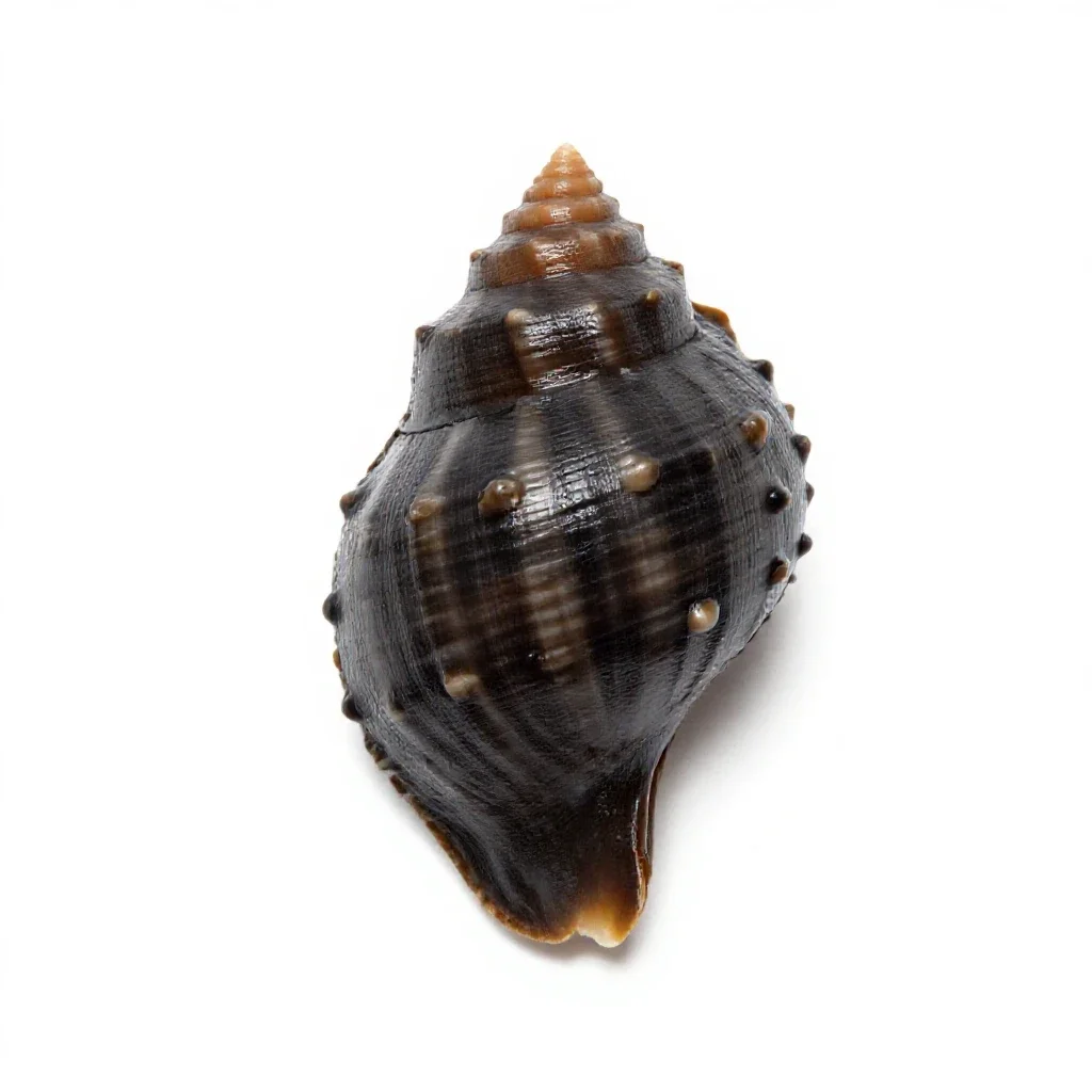 Limpet isolated on a white background