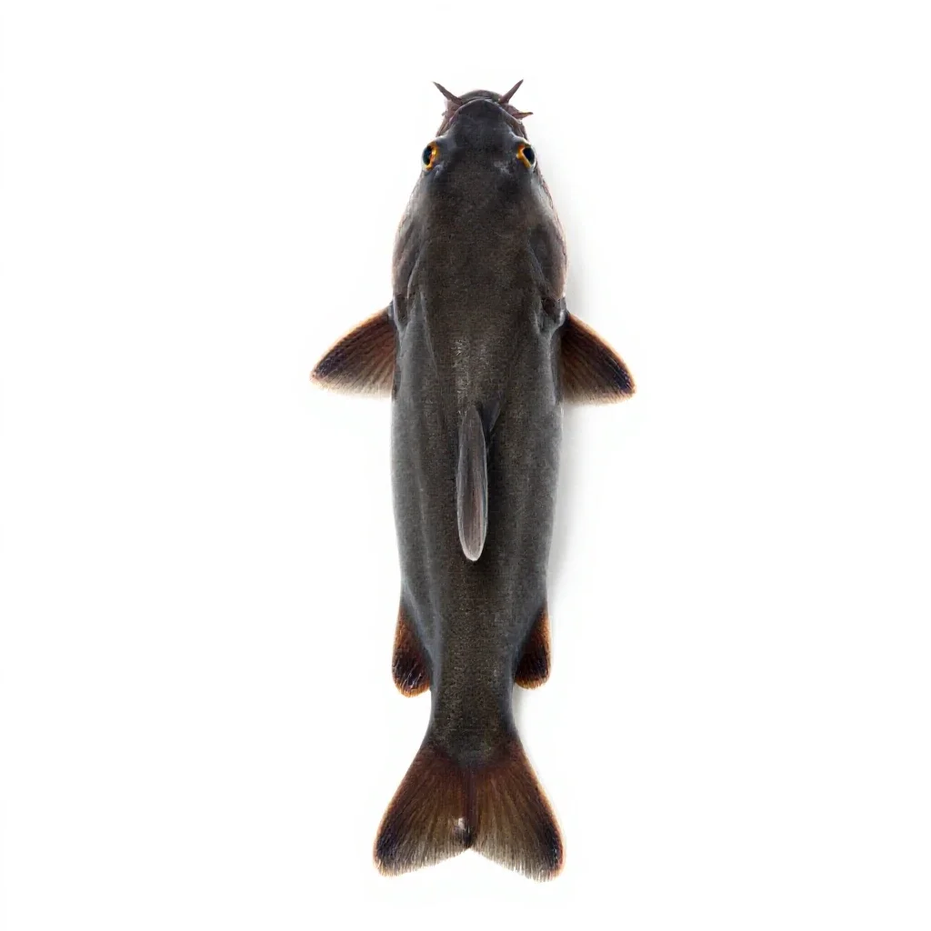 Loach isolated on a white background