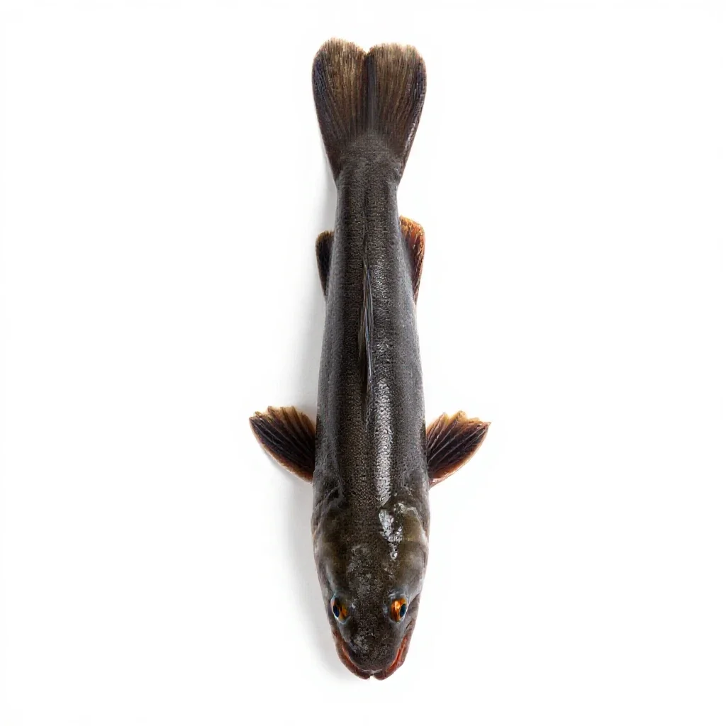 Mummichog isolated on a white background