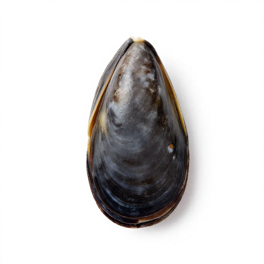 Mussel isolated on a white background