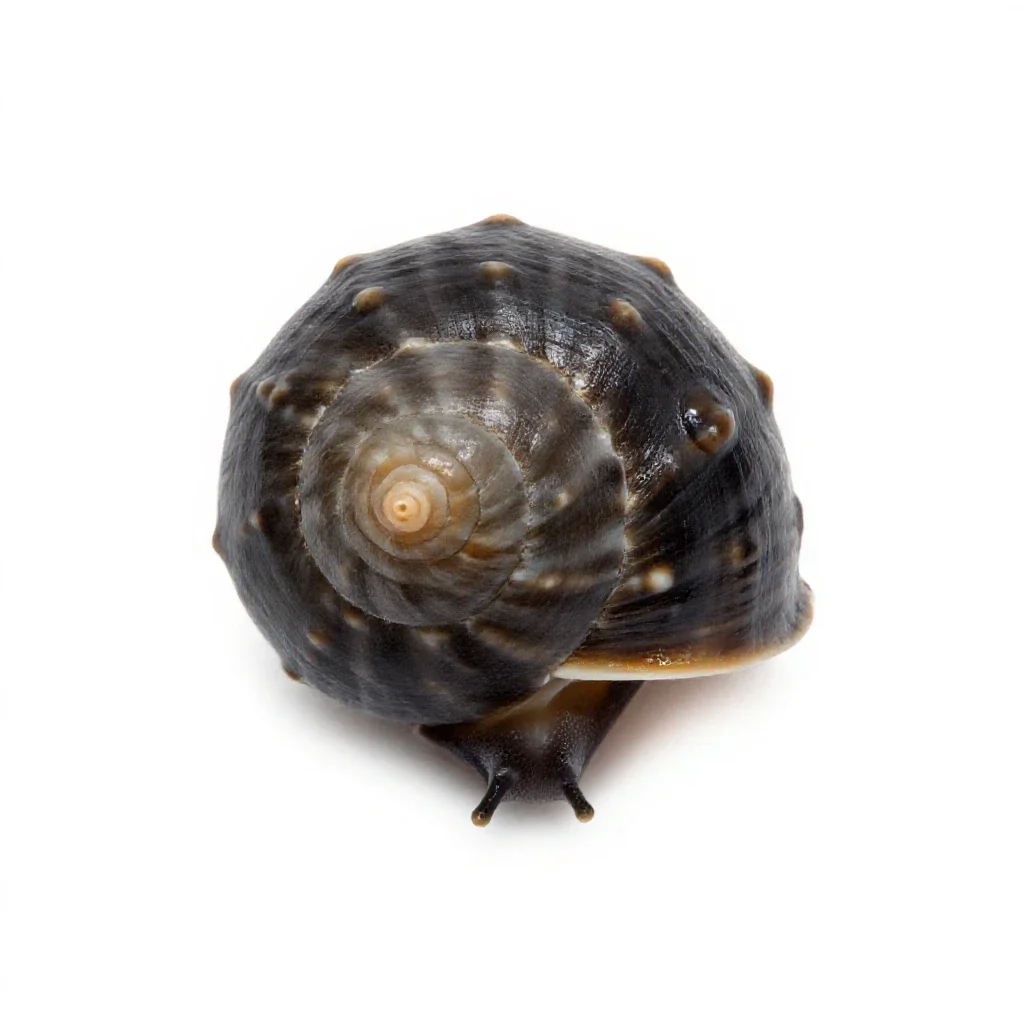 Neritid isolated on a white background