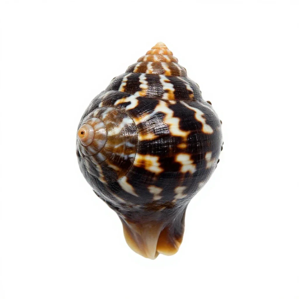 Neritina isolated on a white background