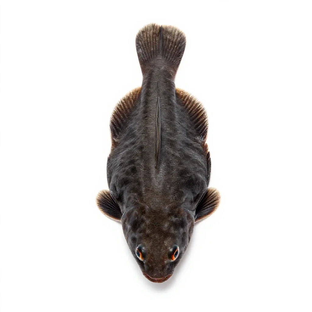 Platy isolated on a white background