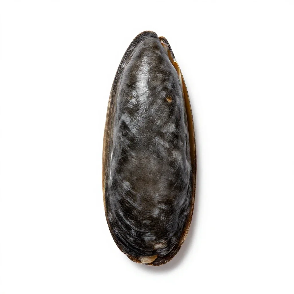 Razor clam isolated on a white background