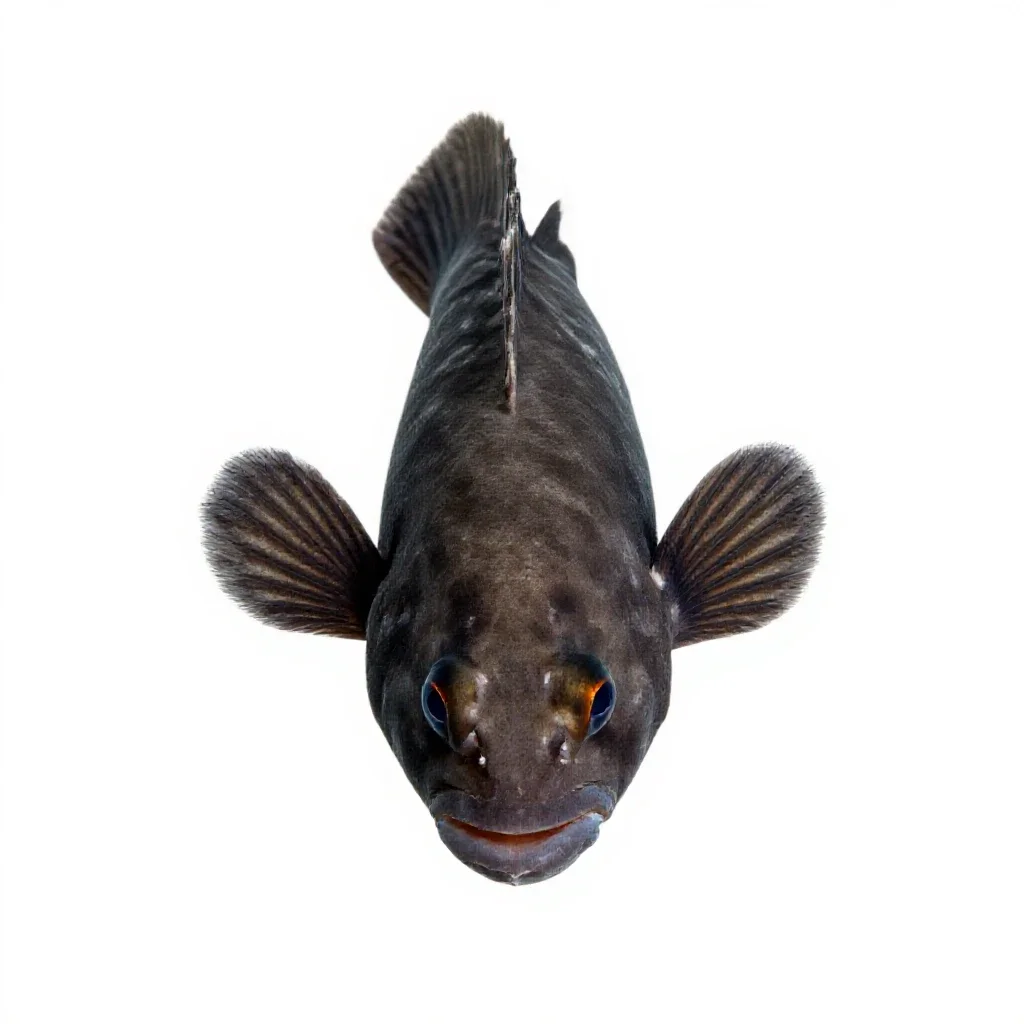 Reef squirrelfish isolated on a white background